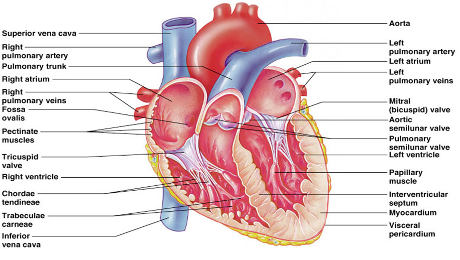 دانلود پاورپوینت آماده در مورد فیزیولوژی قلب